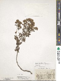 Origanum vulgare subsp. virens image