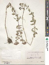 Origanum vulgare image