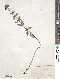 Origanum vulgare image