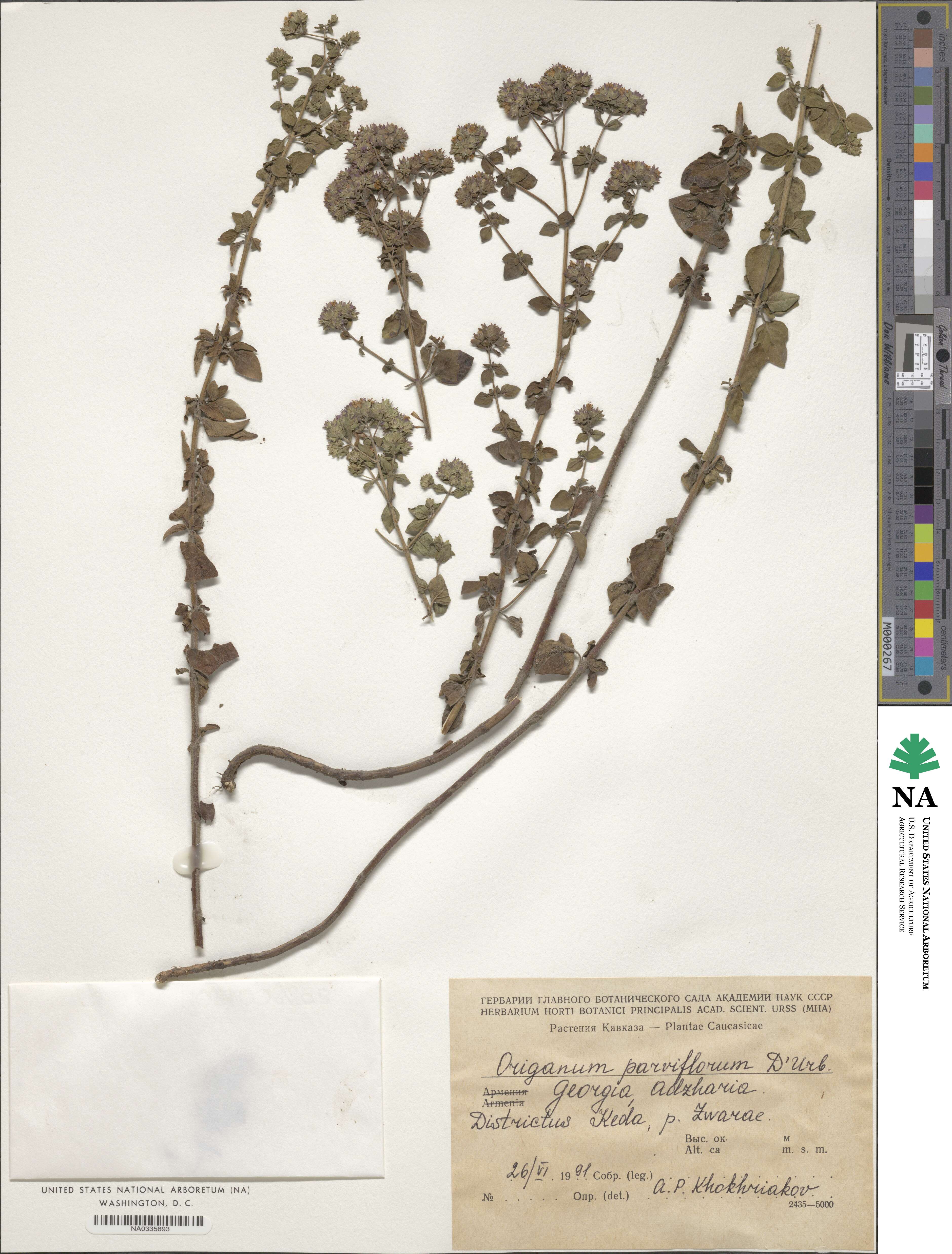 Origanum vulgare subsp. viridulum image