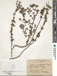 Origanum vulgare subsp. viridulum image