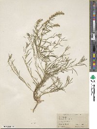 Hyssopus officinalis image