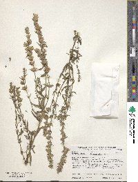 Hyssopus officinalis image