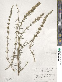 Hyssopus officinalis image