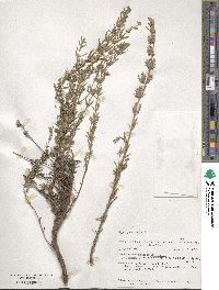 Hyssopus officinalis image