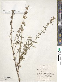 Hyssopus officinalis image