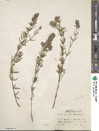 Hyssopus officinalis image