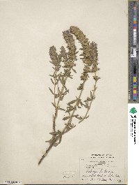 Hyssopus officinalis image