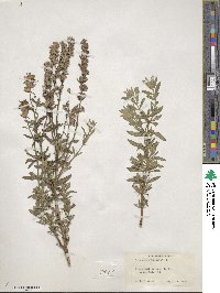 Hyssopus officinalis image