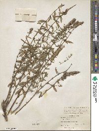 Hyssopus officinalis image