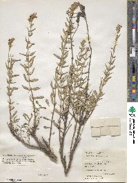 Hyssopus officinalis image