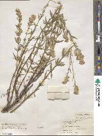 Hyssopus officinalis image