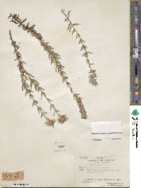 Hyssopus officinalis image