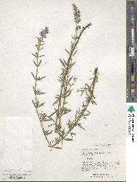 Hyssopus officinalis image