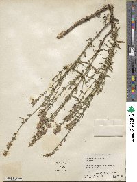 Hyssopus officinalis image