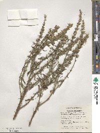 Hyssopus officinalis image