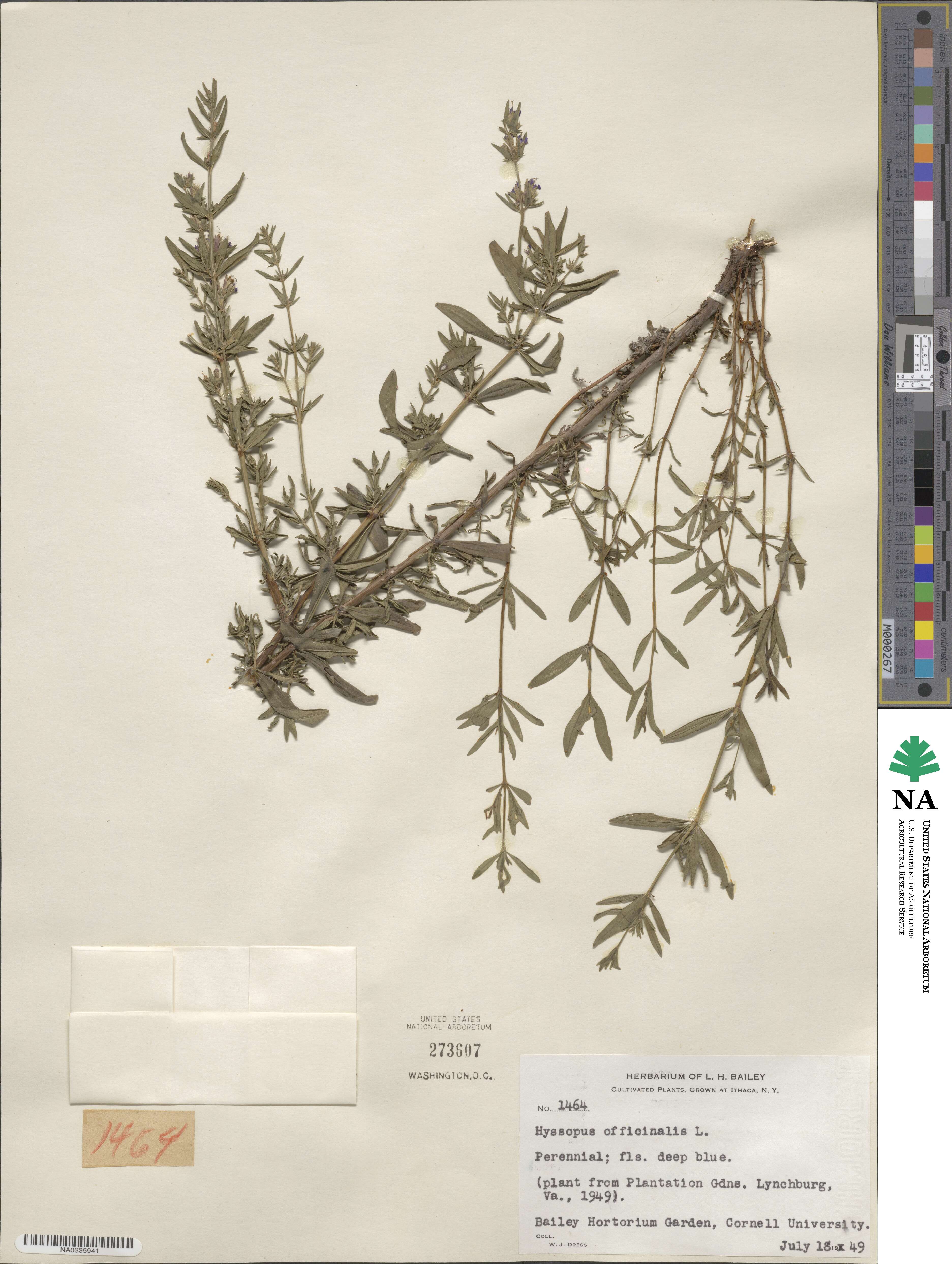 Hyssopus officinalis image