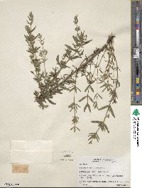 Hyssopus officinalis image