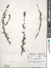 Hyssopus officinalis image