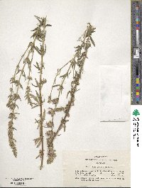 Hyssopus officinalis image