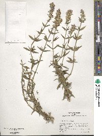 Hyssopus officinalis image