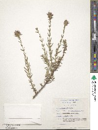 Hyssopus officinalis image