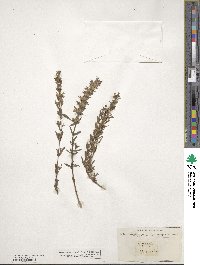 Hyssopus officinalis image