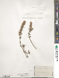 Hyssopus officinalis image