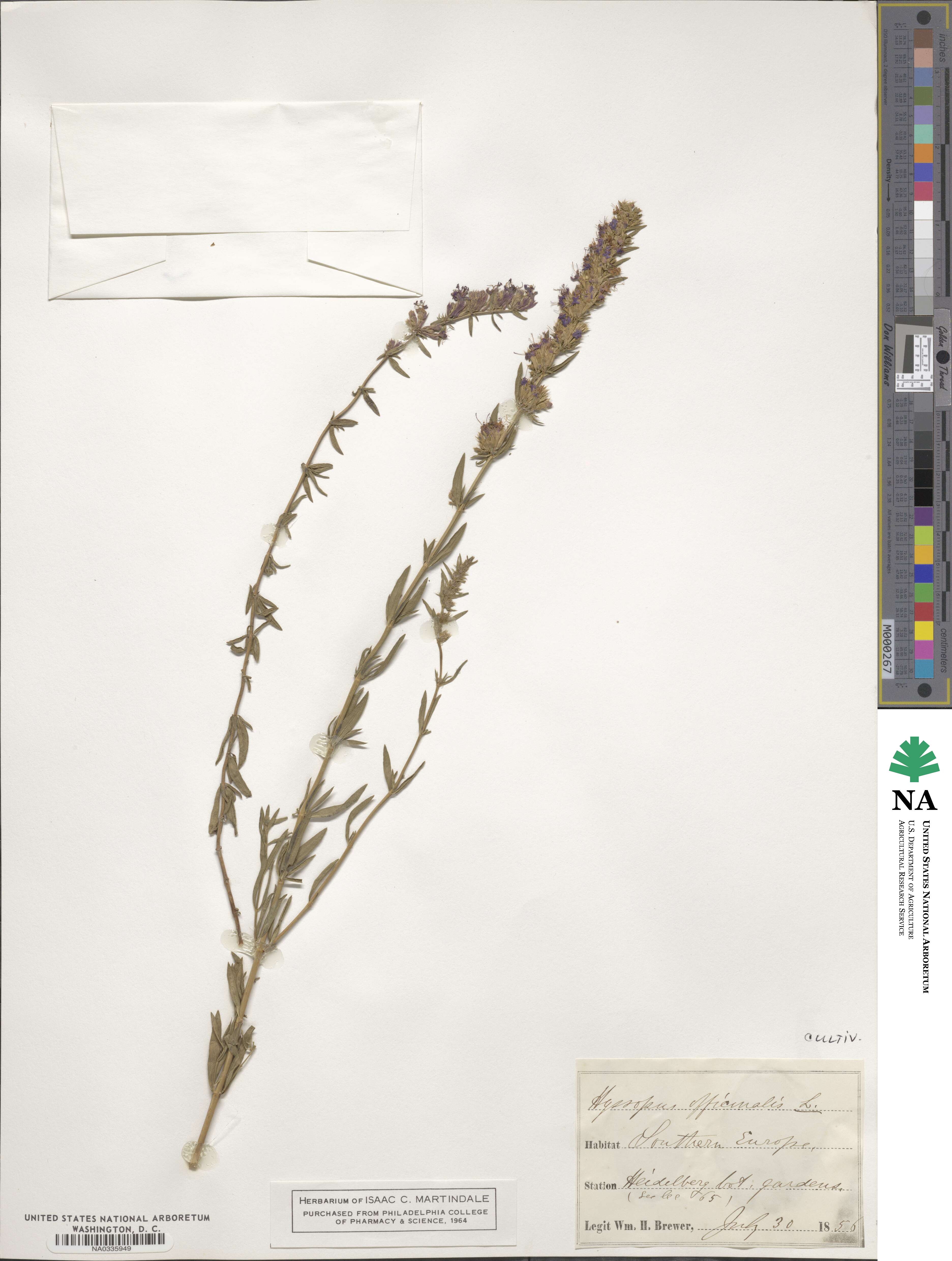 Hyssopus image