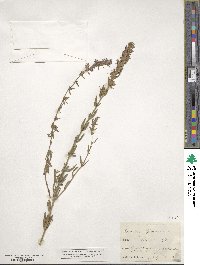 Hyssopus officinalis image