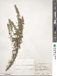 Hyssopus officinalis image