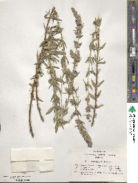 Hyssopus officinalis image