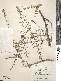 Hyssopus officinalis image