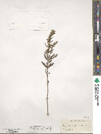 Hyssopus officinalis image