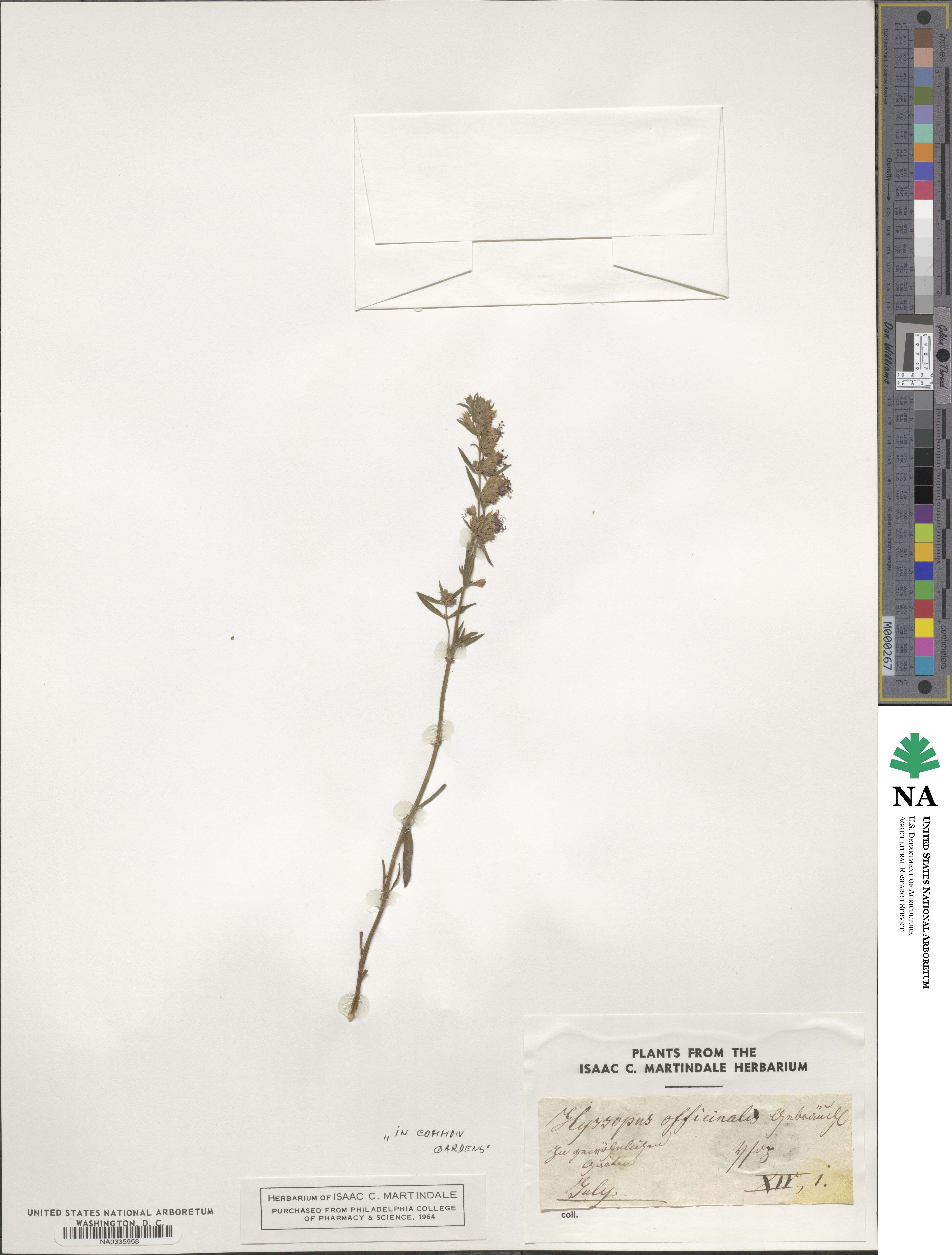 Hyssopus officinalis image