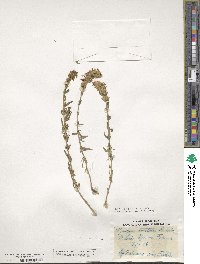 Hyssopus officinalis image