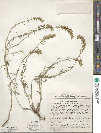 Hyssopus officinalis image