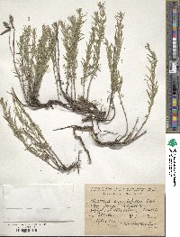 Hyssopus officinalis subsp. officinalis image