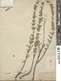 Hyssopus officinalis image