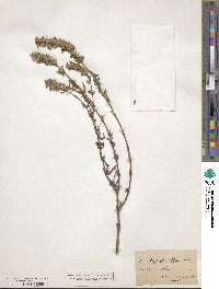 Hyssopus officinalis image