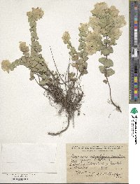 Origanum rotundifolium image