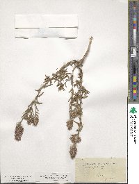 Thymbra spicata image