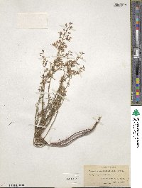 Dicerandra linearifolia image