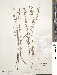 Dicerandra linearifolia image