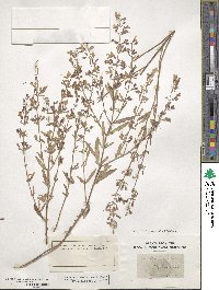 Dicerandra linearifolia image