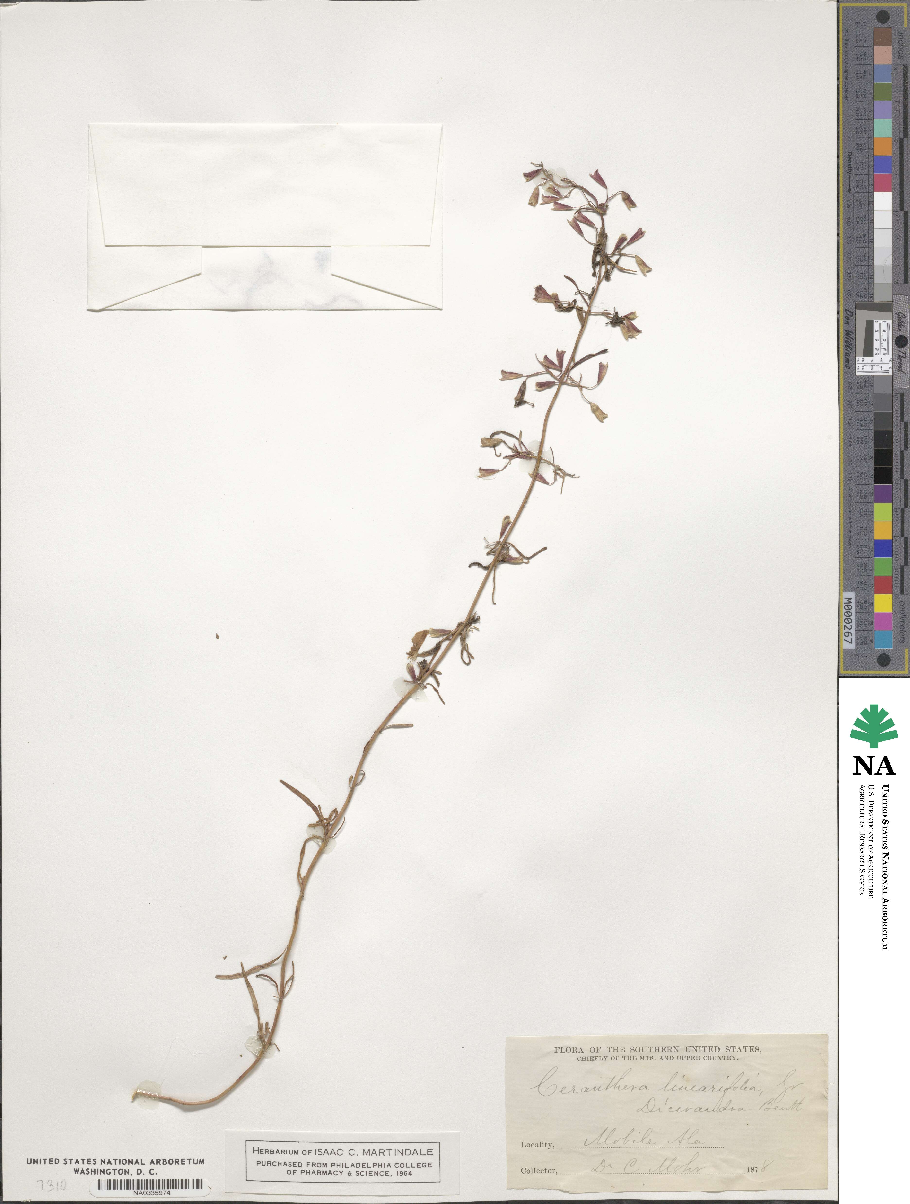 Dicerandra linearifolia image