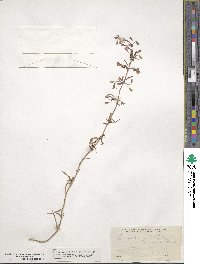 Dicerandra linearifolia image