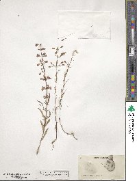 Dicerandra linearifolia image