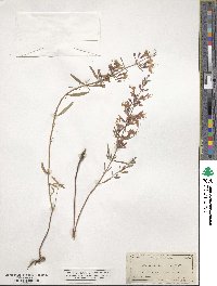 Dicerandra linearifolia image