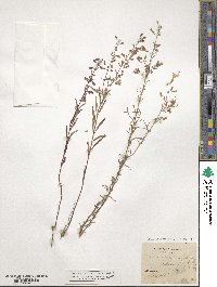 Dicerandra linearifolia image